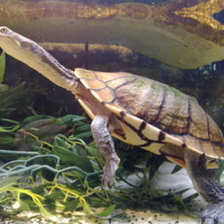 Eastern Long Neck Turtle Facts and Pictures