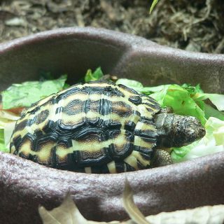 Flat-Tailed Tortoise Facts and Pictures