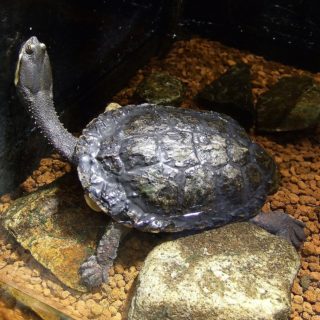 Western Painted Turtle Facts and Pictures