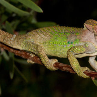 Knysna Dwarf Chameleon Facts and Pictures