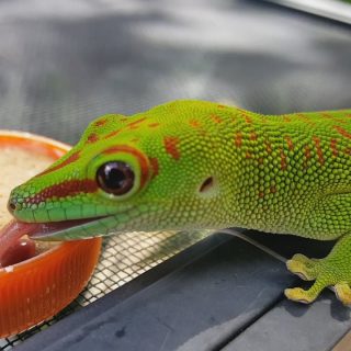 Madagascar Giant Day Gecko Facts and Pictures