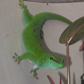 Madagascar Giant Day Gecko Facts and Pictures