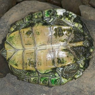 Northern Map Turtle Facts and Pictures