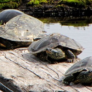 Northern Map Turtle Facts and Pictures