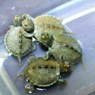 Northern Map Turtle Facts and Pictures