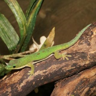 Lined Day Gecko Facts and Pictures