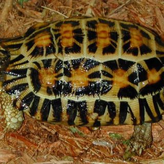 Spider Tortoise Facts and Pictures