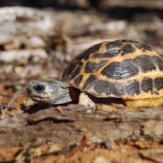 Yellow-Footed Tortoise Facts and Pictures