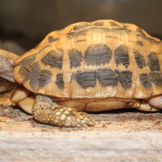 Spider Tortoise Facts and Pictures