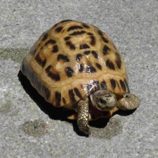 Spider Tortoise Facts and Pictures