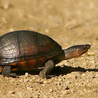 Scorpion Mud Turtle Facts and Pictures