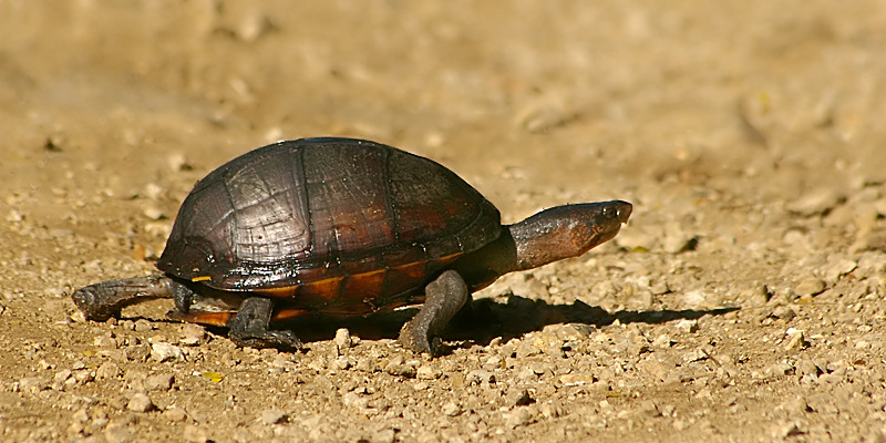 Images of Scorpion Mud Turtle – Reptile Fact