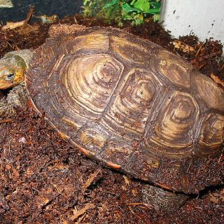 Painted Wood Turtle Facts and Pictures