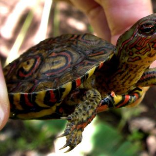 Painted Wood Turtle Facts and Pictures