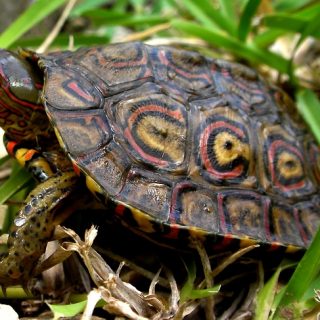 Painted Wood Turtle Facts and Pictures