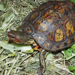 Painted Wood Turtle Facts and Pictures