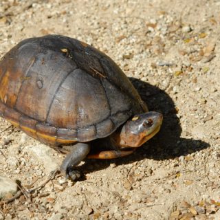 Spiny Softshell Turtle Facts and Pictures