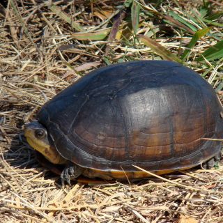 Scorpion Mud Turtle Facts and Pictures