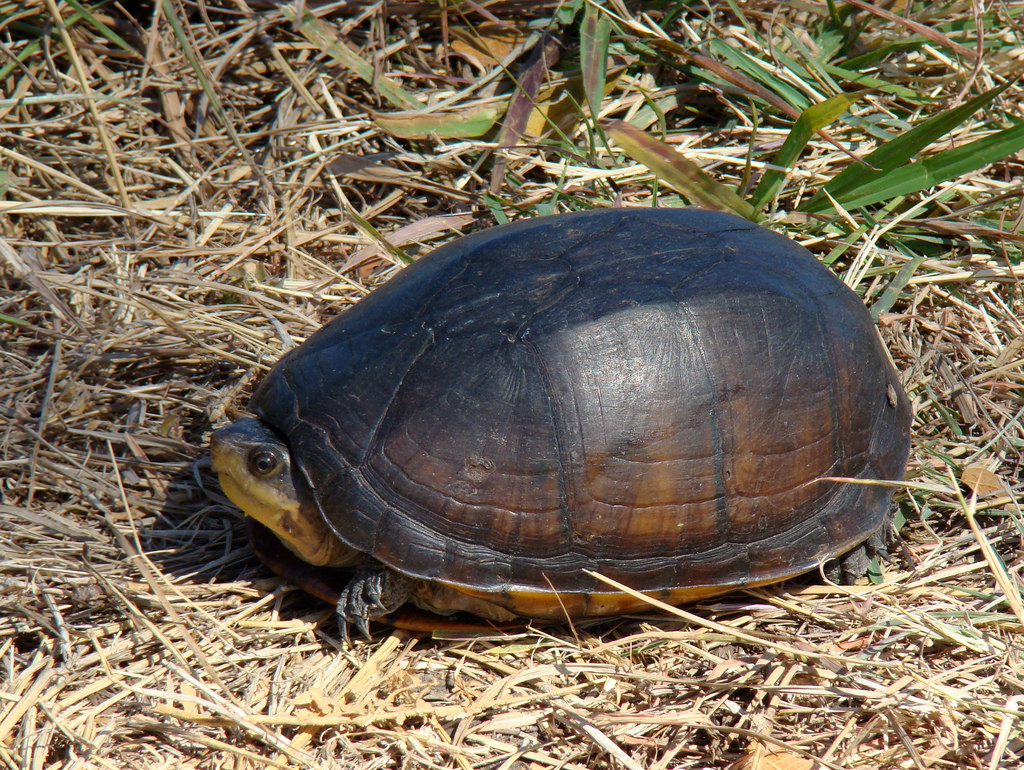 Scorpion Mud Turtle Pictures – Reptile Fact