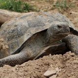 Bolson Tortoise Facts and Pictures