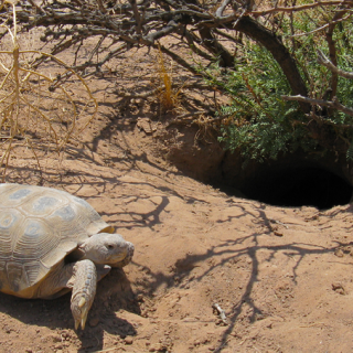 Bolson Tortoise Facts and Pictures