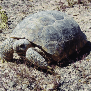 Bolson Tortoise Facts and Pictures