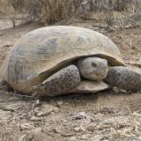 Desert Tortoise Facts and Pictures