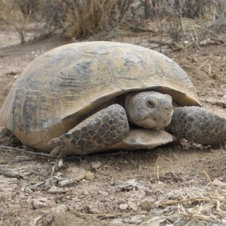 Tortoises: Facts and List of Types With Pictures