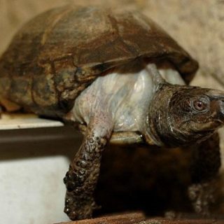 Coahuilan Box Turtle Facts and Pictures