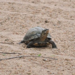 Coahuilan Box Turtle Facts and Pictures