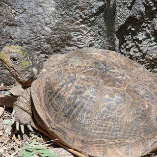 Desert Box Turtle Facts and Pictures