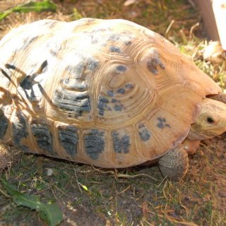 Elongated Tortoise Facts and Pictures