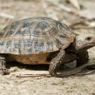 Elongated Tortoise Facts and Pictures