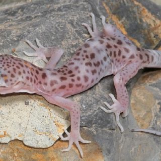 Reticulated Gecko Facts and Pictures