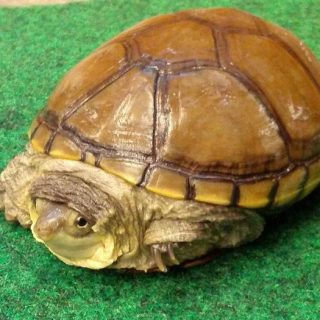 Yellow Mud Turtle Facts and Pictures