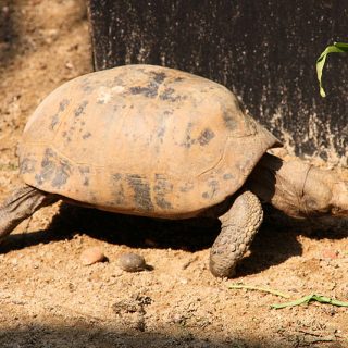 Yellow-Footed Tortoise Facts and Pictures