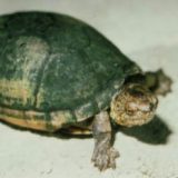 Tabasco Mud Turtle Facts and Pictures