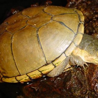 Yellow Mud Turtle Facts and Pictures