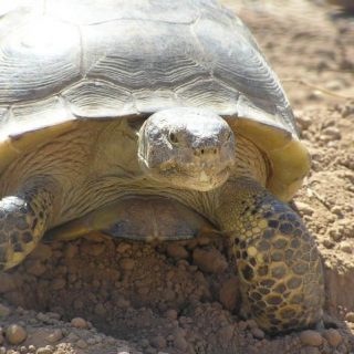 Bolson Tortoise Facts and Pictures