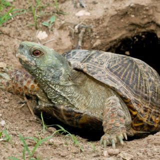 Desert Box Turtle Facts and Pictures