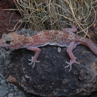 Geckos: Facts and List of Different Types with Pictures