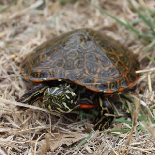 Rio Grande Cooter Facts and Pictures