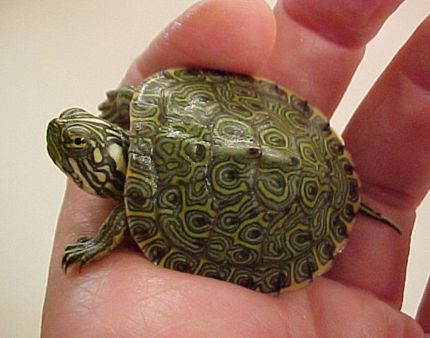 Rio Grande Cooter Baby – Reptile Fact