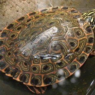 Rio Grande Cooter Facts and Pictures