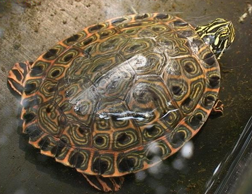 Rio Grande Cooter Photos – Reptile Fact