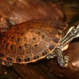 Rio Grande Cooter Facts and Pictures