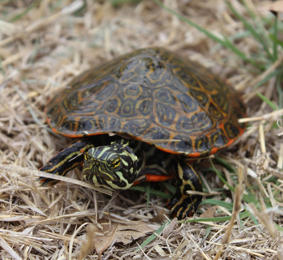 Rio Grande Cooter – Reptile Fact