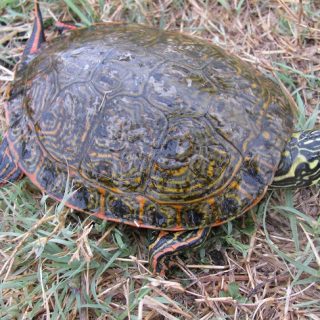 Western Painted Turtle Facts and Pictures