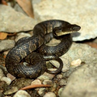 Eastern Water Snake Facts and Pictures