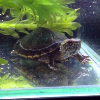 Tabasco Mud Turtle Facts and Pictures